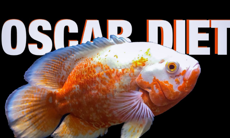 Oscar Fish Power Feeding Tips