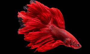 Can Betta Fish See in the Dark?