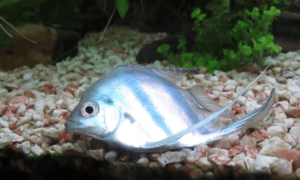 What to do if your Angelfish Is Dying?